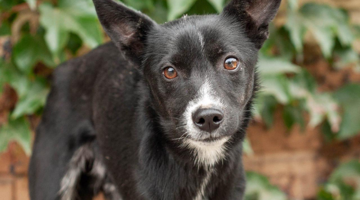 Chiens à adopter
